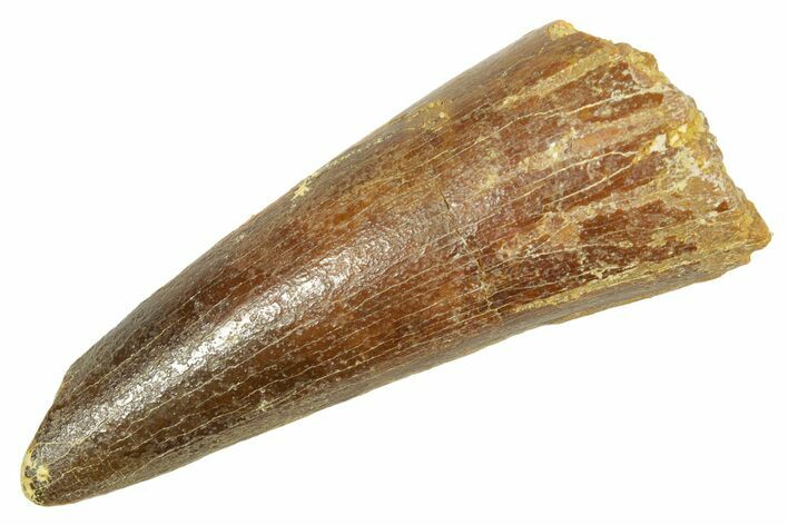 Fossil Spinosaurus Tooth - Feeding Worn Tip #363092